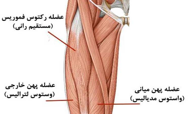 آناتومی عضله چهارسر ران