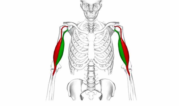 آناتومی عضلات دست