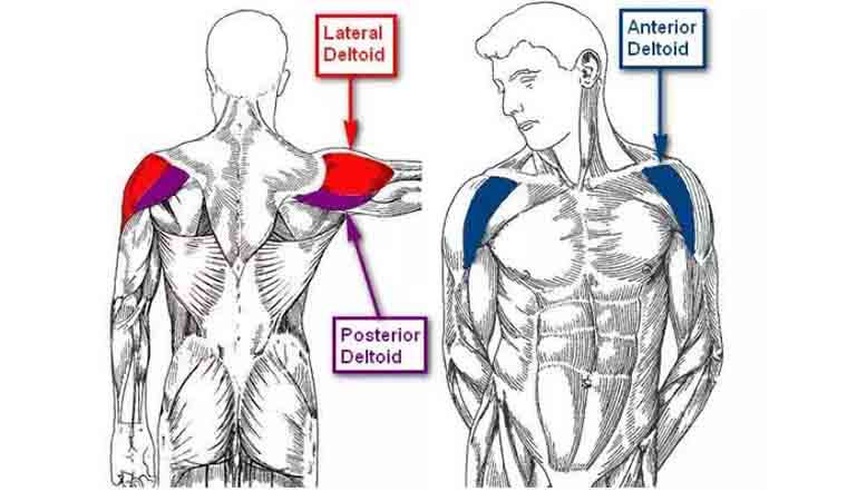 آناتومی عضلات شانه