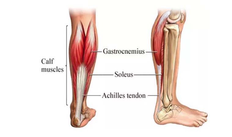 آناتومی عضلات ساق پا