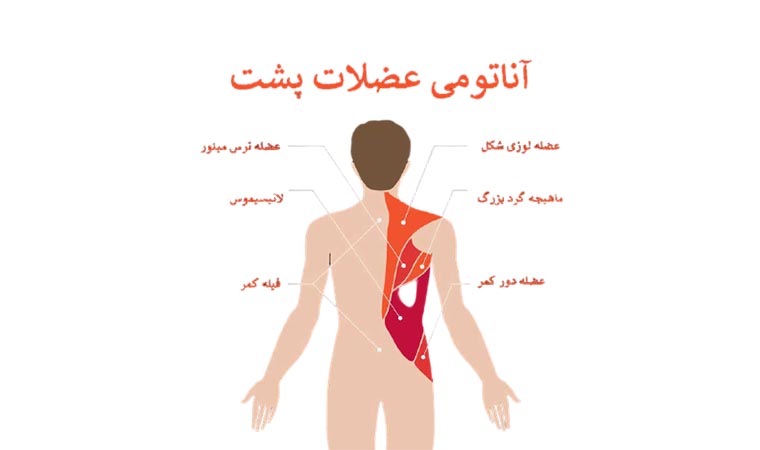 آناتومی عضلات پشت