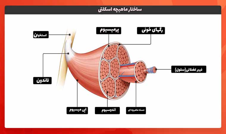 ساختار ماهیچه اسکلتی