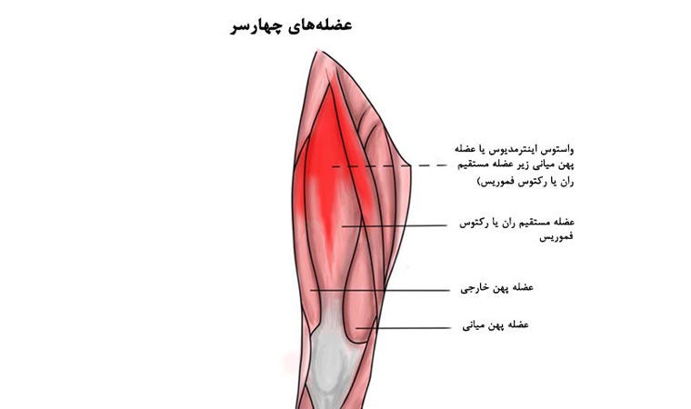 آناتومی عضلات چهارسر