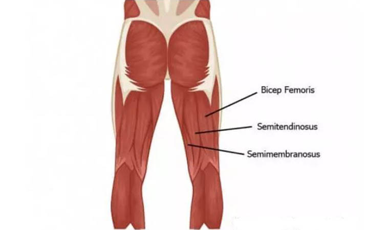 آناتومی عضله همسترینگ