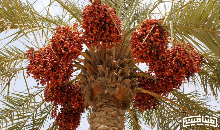 درخت خرما